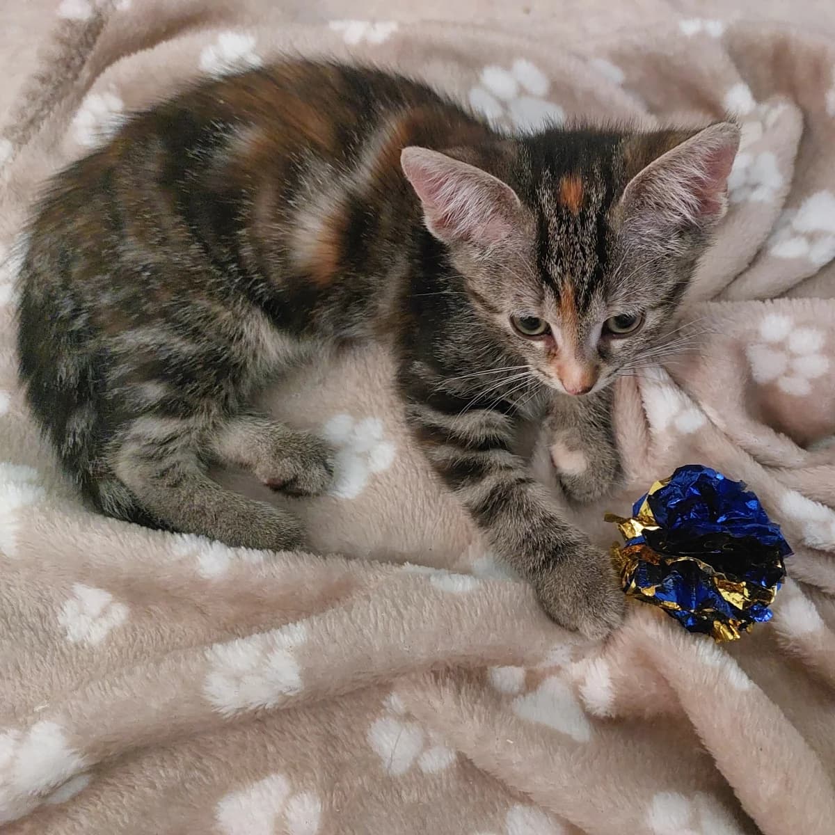 Twinkle, female young Mixed Breed for adoption at Dierenasiel Zwolle, Zwolle