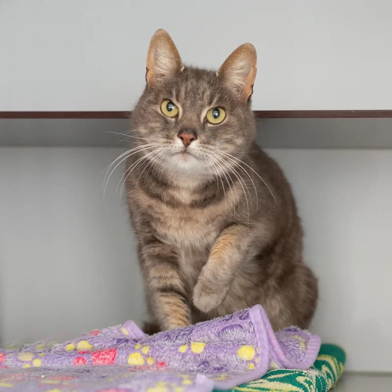 Willem, male Mixed Breed for adoption at Dierenasiel Zwolle, Zwolle