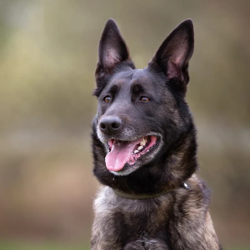 Xaja, female Mixed Breed for adoption at Dierenasiel Zwolle, Zwolle