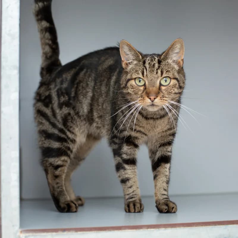 Xam, male 4yo Mixed Breed for adoption at Dierenasiel Zwolle, Zwolle