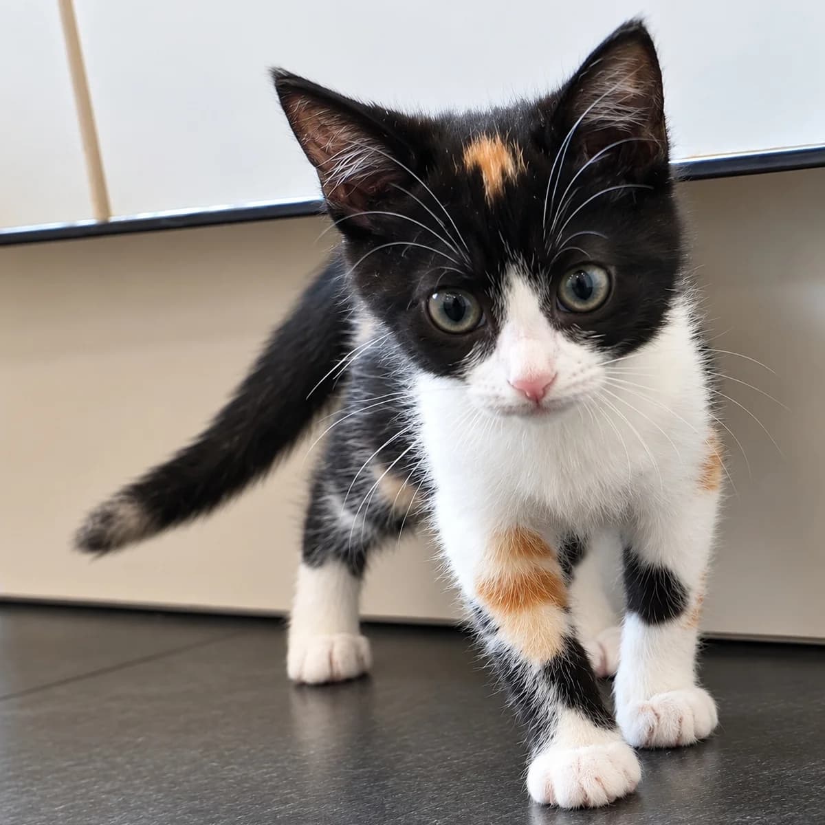 Zazou, female young Mixed Breed for adoption at Dierenasiel Zwolle, Zwolle