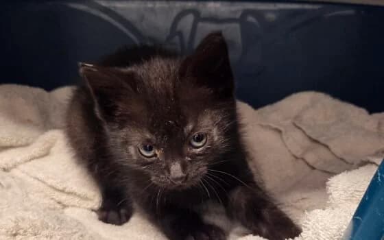 Jannie, Zwart female puppy Mixed Breed for adoption at Dierenasiel Beilen