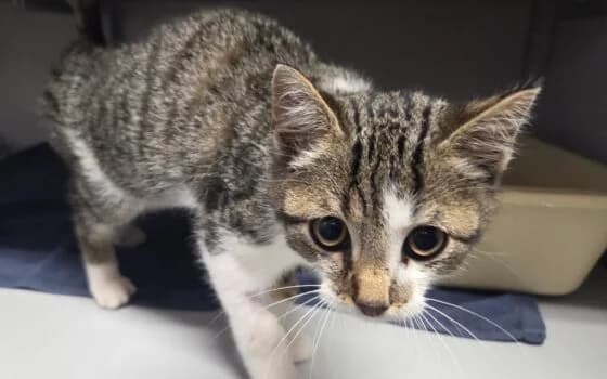 Jipje, Grijs cypers met veel wit male puppy Mixed Breed for adoption at Dierenasiel Beilen