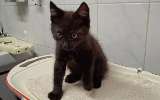 Joop, Zwart male puppy Mixed Breed for adoption at Dierenasiel Beilen