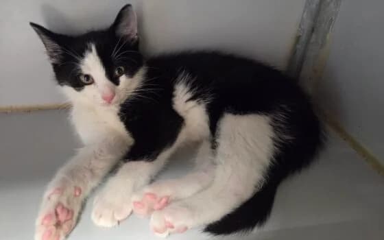 Kaay ( Assen ), Zwart wit male puppy Mixed Breed for adoption at Dierenasiel Beilen