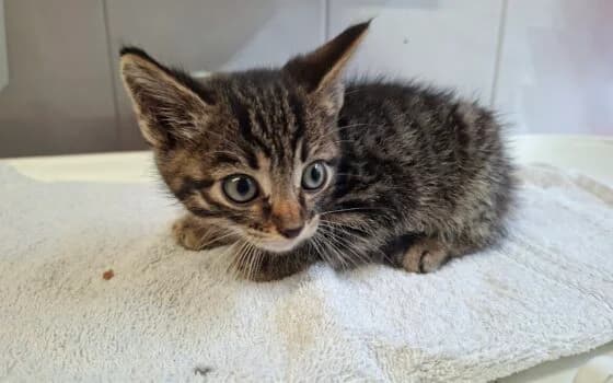 Karsten en Kars ( Coevorden ), Grijs cypers male puppy Mixed Breed for adoption at Dierenasiel Beilen