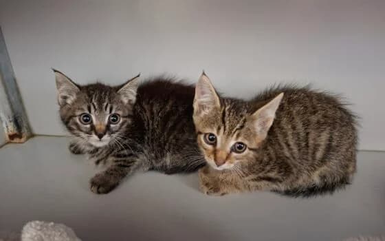 Kasper en Karim, Grijs en Bruin cypers male puppy Mixed Breed for adoption at Dierenasiel Beilen
