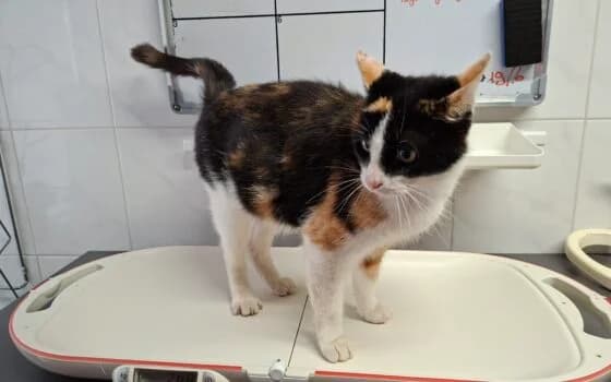 Katy, Lapje female Mixed Breed for adoption at Dierenasiel Beilen
