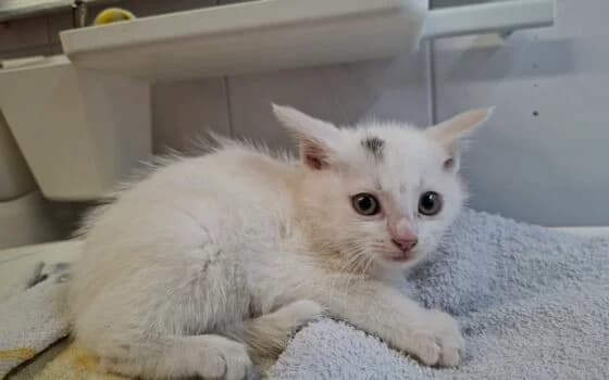 Kayden en Kayon ( Assen), Wit met grijs male puppy Mixed Breed for adoption at Dierenasiel Beilen