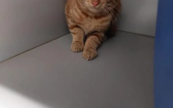 Kendra, rood cypers puppy Mixed Breed for adoption at Dierenasiel Beilen