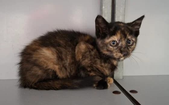 Kezelientje, schildpad female puppy Mixed Breed for adoption at Dierenasiel Beilen