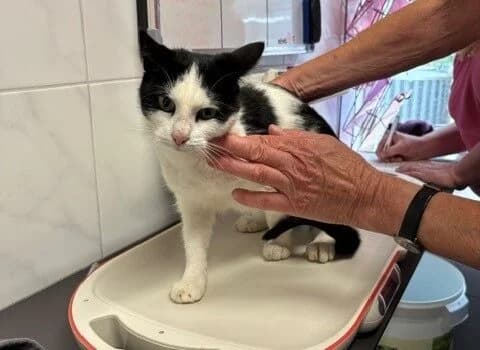 Kima, wit met zwart female Mixed Breed for adoption at Dierenasiel Beilen