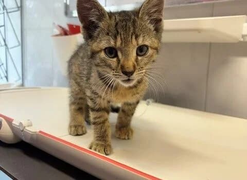 Kinoa, grijs cypers female puppy Mixed Breed for adoption at Dierenasiel Beilen