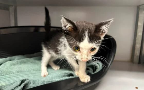 Koen, Wit met zwart male puppy Mixed Breed for adoption at Dierenasiel Beilen
