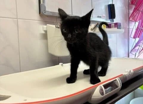 Kola, zwart male puppy Mixed Breed for adoption at Dierenasiel Beilen