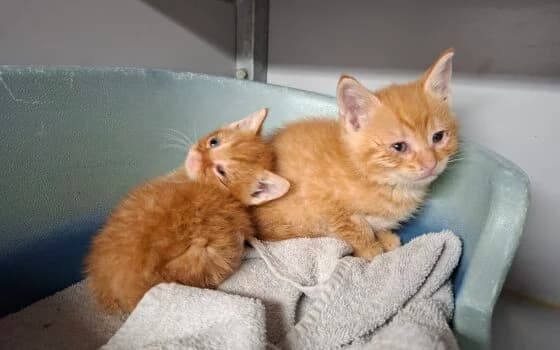 Kumandra en Kimiko, Rood male puppy Mixed Breed for adoption at Dierenasiel Beilen