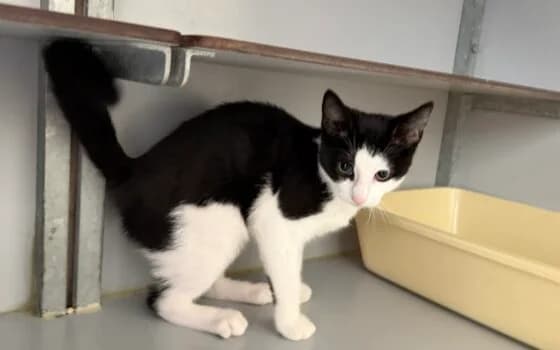 Lacey, Zwart wit female puppy Mixed Breed for adoption at Dierenasiel Beilen