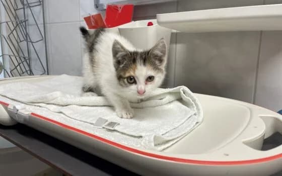Laika, Cypers lapje + veel wit female puppy Mixed Breed for adoption at Dierenasiel Beilen