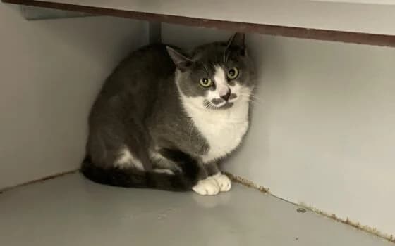 Lana, Blauw-wit female Mixed Breed for adoption at Dierenasiel Beilen