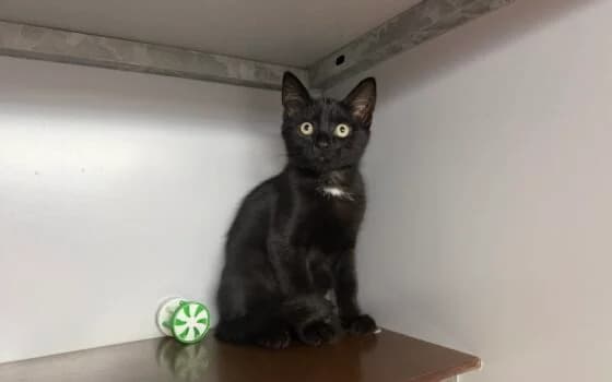 Larkin en Lovis, Zwart wit male puppy Mixed Breed for adoption at Dierenasiel Beilen