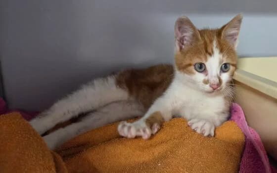 Lars, rood met wit male puppy Mixed Breed for adoption at Dierenasiel Beilen