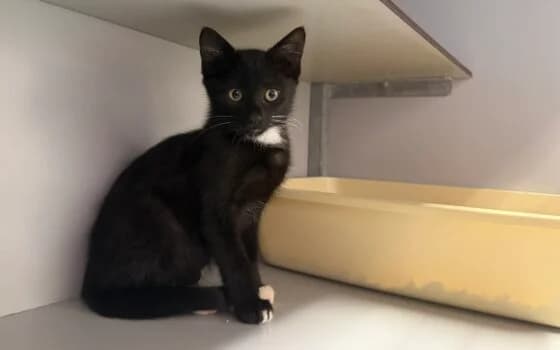 Lev, Zwart wit male puppy Mixed Breed for adoption at Dierenasiel Beilen