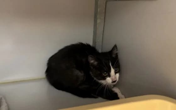 Lex, Zwart + wit male Mixed Breed for adoption at Dierenasiel Beilen