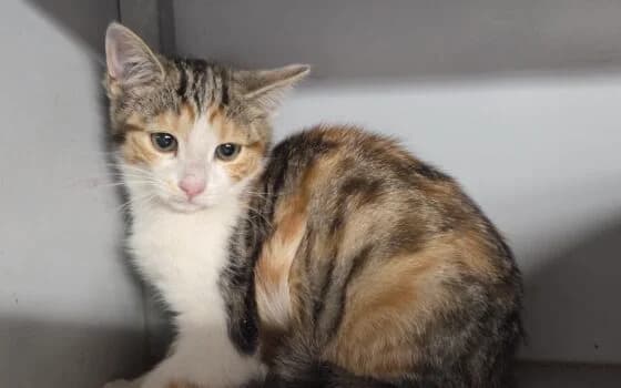 Lieke, lapje female puppy Mixed Breed for adoption at Dierenasiel Beilen