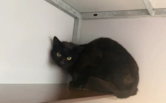 Livio en Lumina, Zwart en Schildpad female Mixed Breed for adoption at Dierenasiel Beilen