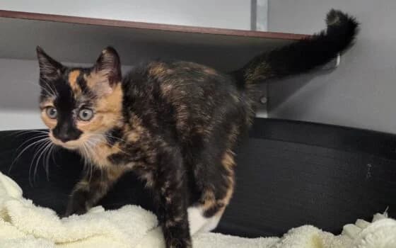 lola, schildpad female puppy Mixed Breed for adoption at Dierenasiel Beilen