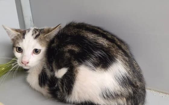 Lux, wit met cypers puppy Mixed Breed for adoption at Dierenasiel Beilen