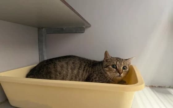 Lys, Cypers female Mixed Breed for adoption at Dierenasiel Beilen