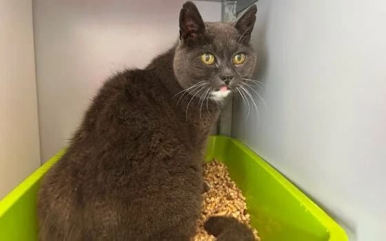 Mapel, Blauw + wit female Mixed Breed for adoption at Dierenasiel Beilen