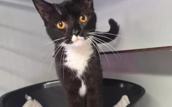 Mara, zwart met wit female Mixed Breed for adoption at Dierenasiel Beilen
