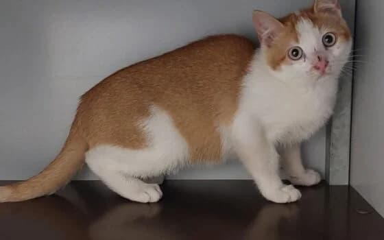 Mario (Assen), rood wit puppy Mixed Breed for adoption at Dierenasiel Beilen