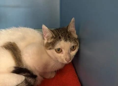 Marly, wit met cyperse vlekken female Mixed Breed for adoption at Dierenasiel Beilen