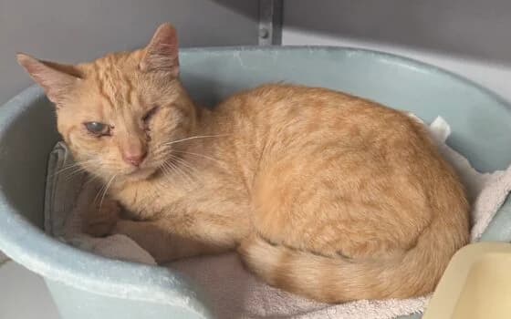 Maurits, licht rood cypers male Mixed Breed for adoption at Dierenasiel Beilen