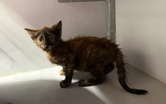 Maya, schildpad female puppy Mixed Breed for adoption at Dierenasiel Beilen