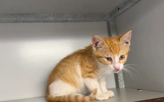 Melbourne (Hoogeveen), rood wit male puppy Mixed Breed for adoption at Dierenasiel Beilen