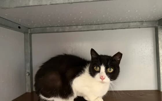 Melissa, zwart met wit female Mixed Breed for adoption at Dierenasiel Beilen