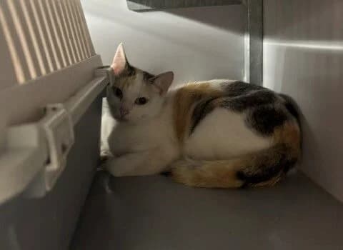 Melody, lapje female Mixed Breed for adoption at Dierenasiel Beilen