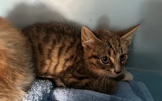 Memphis, Monaco en Madeira, grijs en rood puppy Mixed Breed for adoption at Dierenasiel Beilen