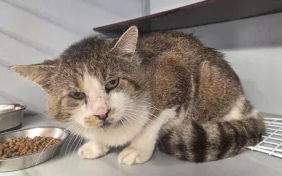 Michael, grijs cypers met wit male Mixed Breed for adoption at Dierenasiel Beilen