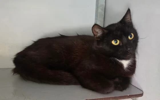 michelle, zwart met wit female Mixed Breed for adoption at Dierenasiel Beilen