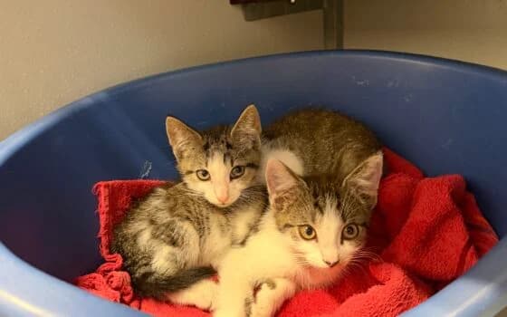 Mick en Mark, grijs cypers met wit male puppy Mixed Breed for adoption at Dierenasiel Beilen