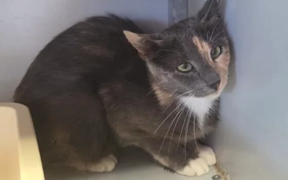 Mirthe, blauw schildpad female Mixed Breed for adoption at Dierenasiel Beilen