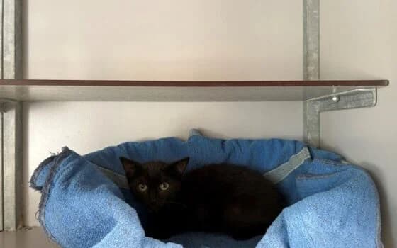 Napels (Zuidwolde), zwart male puppy Mixed Breed for adoption at Dierenasiel Beilen