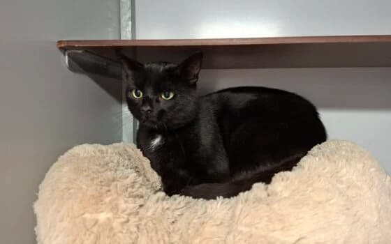 Nark ( Zuidlaren ), Zwart wit male Mixed Breed for adoption at Dierenasiel Beilen