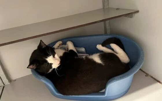 Nico, Zwart met wit. male Mixed Breed for adoption at Dierenasiel Beilen