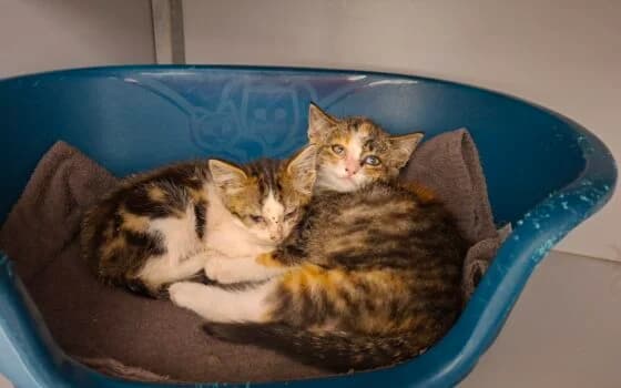 Nientje en Noentje ( Hollandscheveld ), Grijs cypers met wit en Cypers lapje female puppy Mixed Breed for adoption at Dierenasiel Beilen